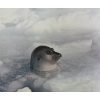 Image 5 : 1975 "THE ARCTIC" BY FRED BRUEMMER PUBLICATION