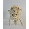 Image 9 : MONSTER - SIGNED - BONE
