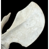 Image 5 : SPIRIT FIGURE BY UNKNOWN ARTIST - BONE