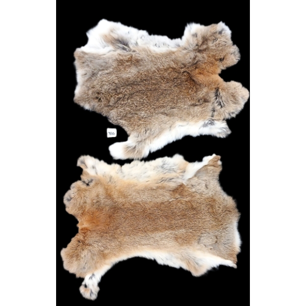 LOT OF 2 - ARCTIC HARE PELTS