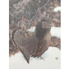 Image 2 : "RUFFLED GROUSE" BY GEORGE MCLEAN (PRS CDN ARTIST) - PRINT