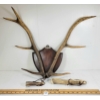 Image 1 : LOT OF 3 - ANTLER PLAQUE & PIECES