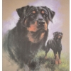 Image 2 : ROTTWEILER STUDY BY SALLY MITCHELL (PRS CDN ARTIST) - FRAMED PRINT 