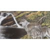 Image 3 : "COOLING STREAM - TIMBER WOLVES" BY CHRISTINE MARSHALL (PRS CDN ARTIST) - PRINT
