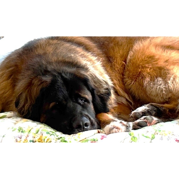 DON'T SNOOZE ON THIS SALE - THERE'S STILL A FEW MORE FIREARMS TO BE CATALOGED!