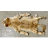 Image 1 : CINAMMON COYOTE FUR PELT
