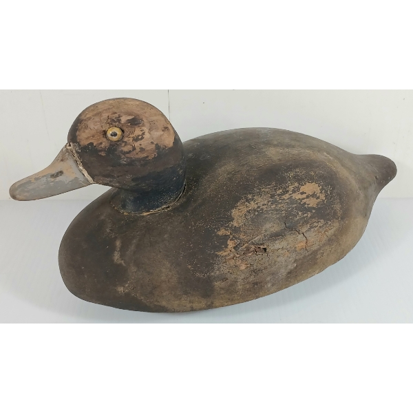 GOLDEN EYED DECOY DUCK - EMBOSSED
