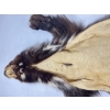 Image 6 : ALASKIAN WOLVERINE - VERY GOOD CONDITION