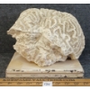 Image 4 : LARGE BRAIN CORAL - FOSSILIZED