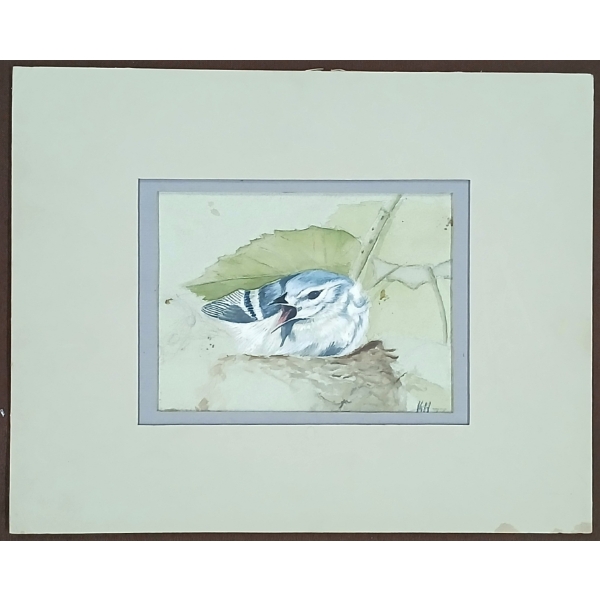 BLUE JAY BY K.H. - WATERCOLOUR ON PAPER