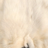 Image 2 : LOT OF 2 - ARCTIC HARE (?) PELTS 