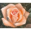 Image 2 : PINK ROSE BY GROPPER - FRAMED OIL ON CANVAS