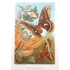 Image 2 : LOT OF 2 - "SILK-WORM & MOTHS" & "CICADAE, LANTERN FLY, ETC" - PAINTED LITHOGRAPH