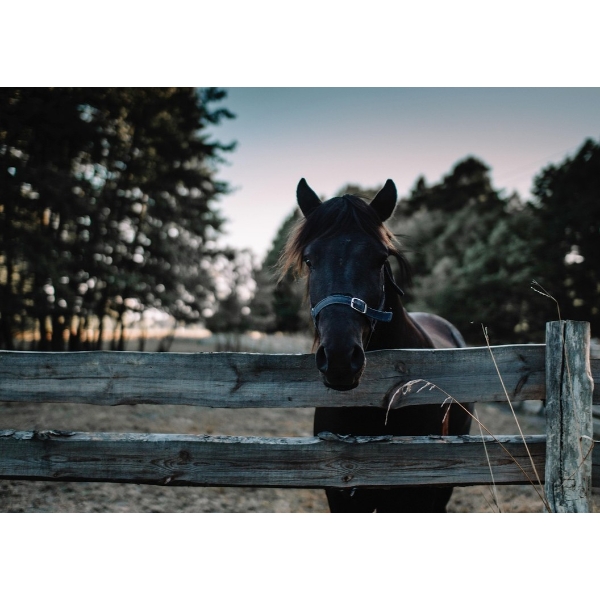 WELCOME BIDDERS—GET READY FOR SOME STURDY TOOLS AND HARDY EQUIPMENT, AND WE’RE NOT HORSING AROUND!