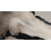 Image 10 : TIMBER WOLF SKIN RUG
