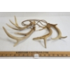 Image 1 : LOT OF 2 - PAIRS OF DEER ANTLER SHEDS