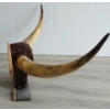 Image 4 : BULL HORNS ON MOUNT