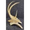 Image 5 : BIRDS BY E. KOTOKAK - ANTLER