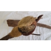Image 6 : GOLDEN PHEASANT TAXIDERMY