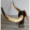 Image 5 : BULL HORNS ON MOUNT