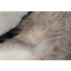 Image 9 : TIMBER WOLF SKIN RUG