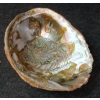 Image 3 : LOT OF 3 - SAGE SMUDGE STICK, SWEET GRASS BRAID & ABALONE SHELL