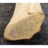 Image 8 : WHALE - SIGNED - BONE