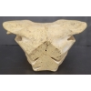 Image 7 : BOAR HEAD - SIGNED - BONE