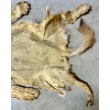 Image 8 : CINAMMON COYOTE FUR PELT