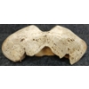 Image 5 : PELVIS - GAME BONE