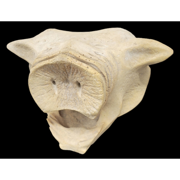 BOAR HEAD - SIGNED - BONE