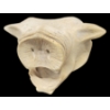 Image 1 : BOAR HEAD - SIGNED - BONE