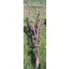 Image 2 : JOHN DEERE NO. 122 SCUFFLER