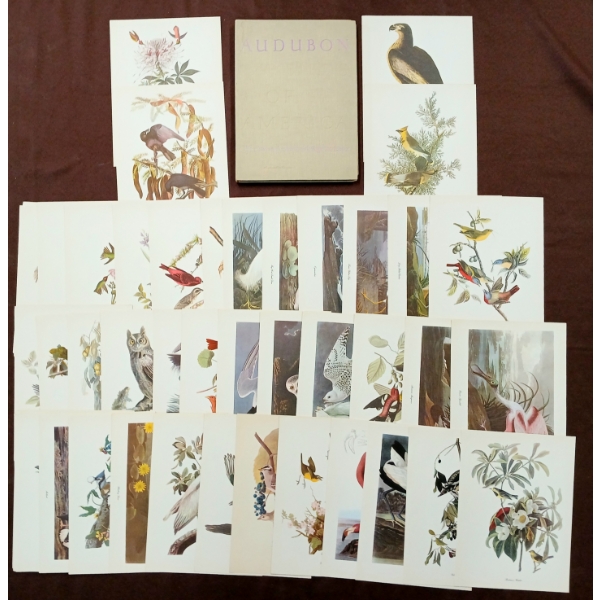 COLLECTION OF AUDUBON "BIRDS OF AMERICA" PRINTS - INCL CARDINAL, GRAY KINGBIRD, CLAPPER RAIL, ETC