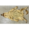 Image 5 : CINAMMON COYOTE FUR PELT