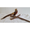 Image 3 : GOLDEN PHEASANT TAXIDERMY