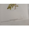 Image 3 : LOT OF 2 - "SPRING CAMEO COLLECTION" BY CHRISTINE MARSHALL (PRS CDN ARTIST) - LITHO PRINTS