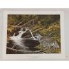 Image 1 : "COOLING STREAM - TIMBER WOLVES" BY CHRISTINE MARSHALL (PRS CDN ARTIST) - PRINT