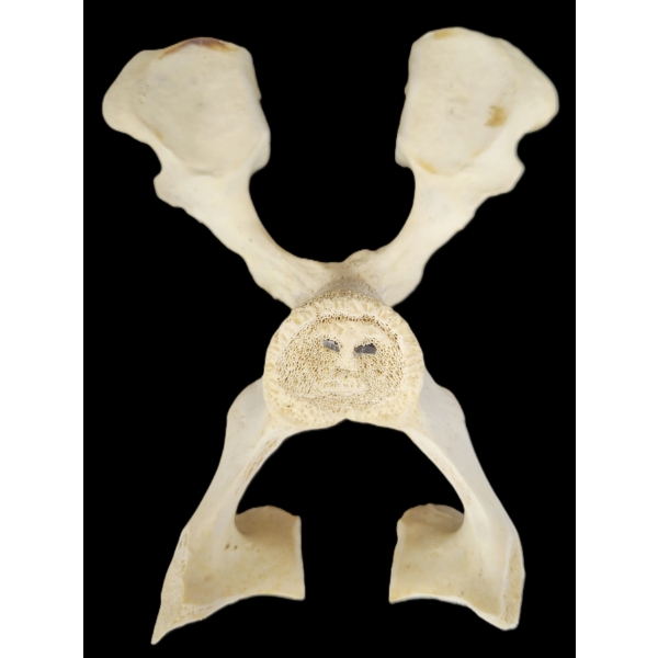 "BONEY MOOSE" BY JOE PANIPAK - BONE