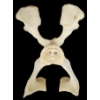 Image 1 : "BONEY MOOSE" BY JOE PANIPAK - BONE