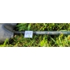Image 2 : LOT OF 4 - PROPANE TORCHES & HOSES