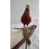 Image 4 : GOLDEN PHEASANT TAXIDERMY