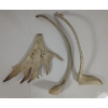 Image 8 : BIRDS - SIGNED - ANTLER