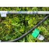 Image 3 : LOT OF 4 - PROPANE TORCHES & HOSES