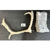 Image 3 : ANTLER - SIGNED - ANTLER & STONE