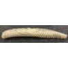Image 4 : WHALE - SIGNED - BONE