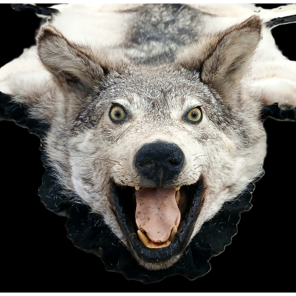 TIMBER WOLF SKIN RUG