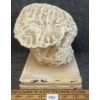 Image 3 : LARGE BRAIN CORAL - FOSSILIZED