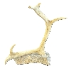 Image 1 : ANTLER - SIGNED - ANTLER & STONE