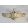 Image 7 : ABSTRACT PERSON BY UNKNOWN ARTIST - WHALE BONE 